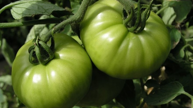 Eine Sorte mit attraktivem Namen und außergewöhnlichem Geschmack - Tomatenparadiesgenuss: angebaut und geschmeckt