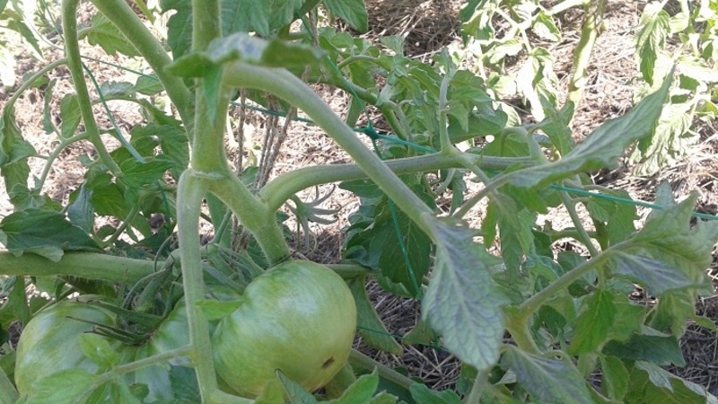 Eine Sorte mit attraktivem Namen und außergewöhnlichem Geschmack - Tomatenparadiesgenuss: angebaut und geschmeckt