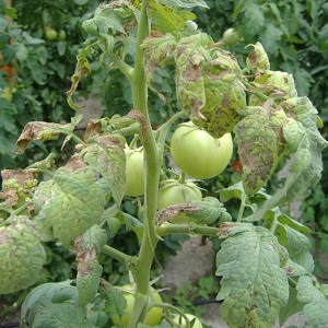 Die effektivsten Methoden zur Behandlung von Tomaten-Fusarium-Welken: Anweisungen, mit denen auch Anfänger umgehen können