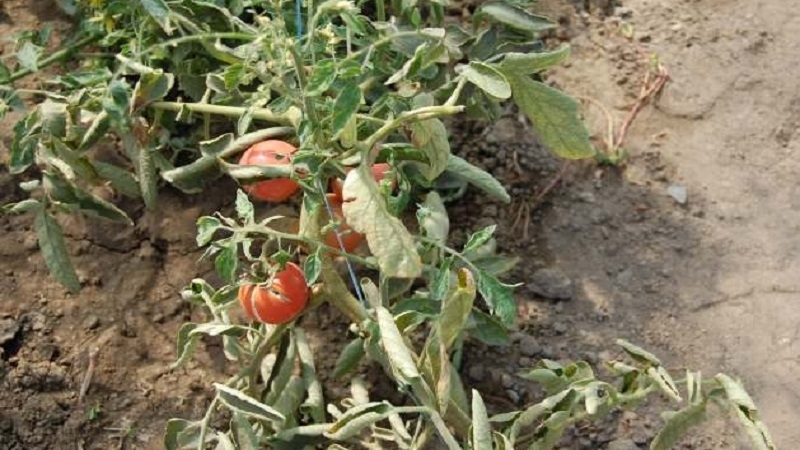 Die effektivsten Methoden zur Behandlung von Tomaten-Fusarium-Welken: Anweisungen, mit denen auch Anfänger umgehen können