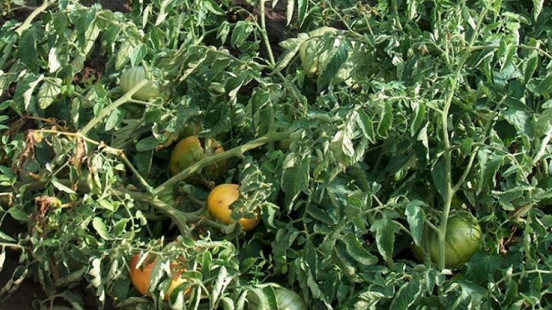 Die effektivsten Methoden zur Behandlung von Tomaten-Fusarium-Welken: Anweisungen, mit denen auch Anfänger umgehen können