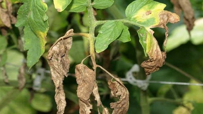 Die effektivsten Methoden zur Behandlung von Tomaten-Fusarium-Welken: Anweisungen, mit denen auch Anfänger umgehen können