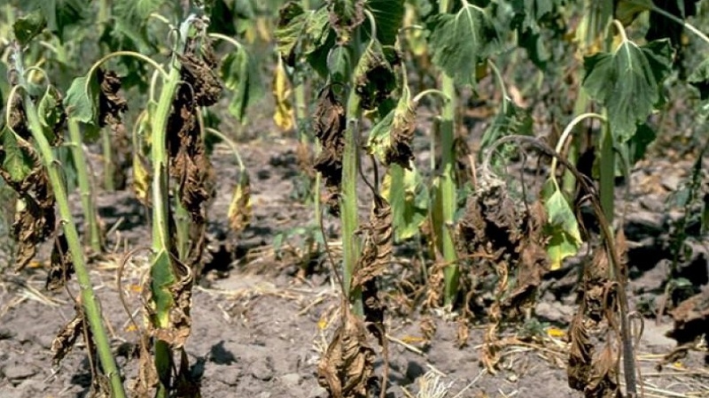 Die effektivsten Methoden zur Behandlung von Tomaten-Fusarium-Welken: Anweisungen, mit denen auch Anfänger umgehen können