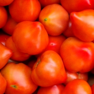 Eine früh reife und unprätentiöse Sorte, die eine reichliche Ernte bringt: Die Prima Donna-Tomate ist ein Favorit der einheimischen Gärtner