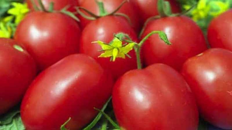 Eine der ältesten Gemüsesorten ist die Gloria-Tomate: eine bewährte Sorte