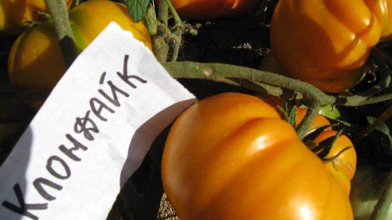 Beta-Carotin-Champion: Empfohlene Diät Klondike Tomate