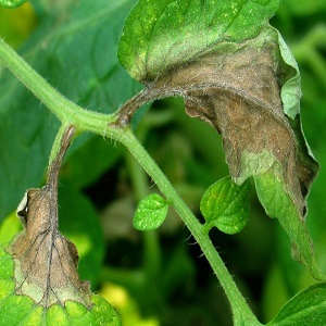 Wir bekämpfen die Tomaten-Cladosporium-Krankheit in einem Gewächshaus einfach und effektiv: die besten Methoden und Empfehlungen von Sommerbewohnern mit Erfahrung