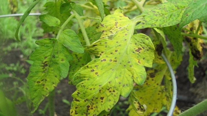 Wir bekämpfen die Tomaten-Cladosporium-Krankheit in einem Gewächshaus einfach und effektiv: die besten Methoden und Empfehlungen von Sommerbewohnern mit Erfahrung