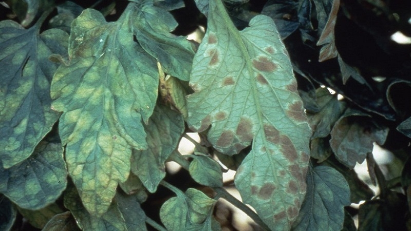 Wir bekämpfen die Tomaten-Cladosporium-Krankheit in einem Gewächshaus einfach und effektiv: die besten Methoden und Empfehlungen von Sommerbewohnern mit Erfahrung