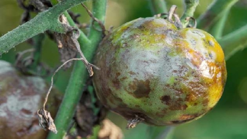 Was tun, wenn auf Tomaten braune Flecken erscheinen? Fotos der betroffenen Tomaten und Möglichkeiten, sie zu speichern