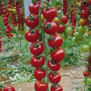 Lange Wimpern mit leckeren Tomaten - Rapunzel-Tomate: Beschreibung, Foto und Anleitung zum Anbau