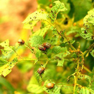 Schädlinge von Paprika und der Kampf gegen sie: Fotos von Blättern und die effektivsten Methoden, um die Ernte zu retten