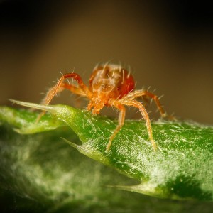 Schädlinge von Paprika und der Kampf gegen sie: Fotos von Blättern und die effektivsten Methoden, um die Ernte zu retten