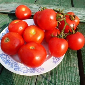 Hochertragreiche Hybridtomate Alhambra, die sich durch große saftige Früchte auszeichnet und gegen Krankheiten resistent ist