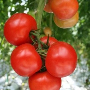 Hochertragreiche Hybridtomate Alhambra, die sich durch große saftige Früchte auszeichnet und gegen Krankheiten resistent ist