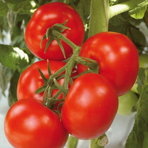 Hochertragreiche Hybridtomate Alhambra, angenehm mit großen saftigen Früchten und resistent gegen Krankheiten