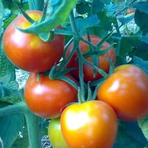 Hochertragreiche Hybridtomate Alhambra, die sich durch große saftige Früchte auszeichnet und gegen Krankheiten resistent ist