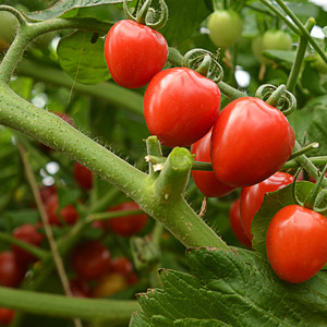 Eine Sorte mit appetitlichem Namen - Erdbeertomate: Wir bauen sie richtig an und sammeln bis zu 5 kg aus einem Busch