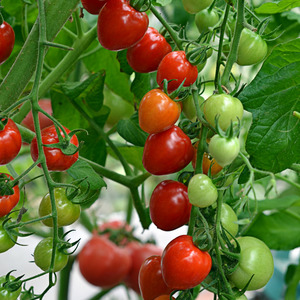 Eine Sorte mit appetitlichem Namen - Erdbeertomate: Wir bauen sie richtig an und sammeln bis zu 5 kg aus einem Busch