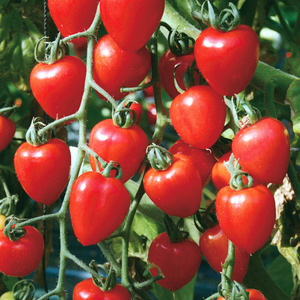 Eine Sorte mit appetitlichem Namen - Erdbeertomate: Wir bauen sie richtig an und sammeln bis zu 5 kg aus einem Busch