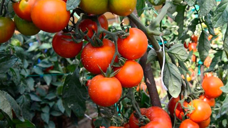 Andromeda-Tomate, beliebt und beliebt bei Sommerbewohnern: Wir wachsen und genießen eine reiche Ernte