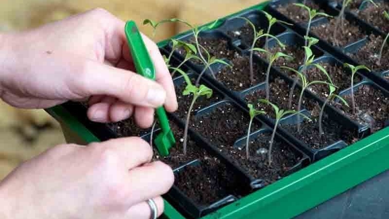 Andromeda-Tomate, beliebt und beliebt bei Sommerbewohnern: Wir wachsen und genießen eine reiche Ernte