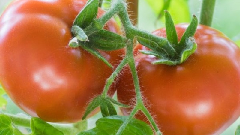 Andromeda-Tomate, beliebt und beliebt bei Sommerbewohnern: Wir wachsen und genießen eine reiche Ernte