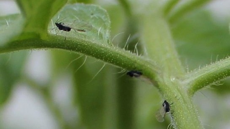 Was tun, wenn Tomaten weiße Mücken haben und wie man damit umgeht: die effektivsten Methoden