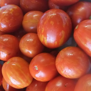 Ein auffälliger Vertreter einer neuen Cocktail-Art - Tomaten-Osterei: eine vollständige Überprüfung