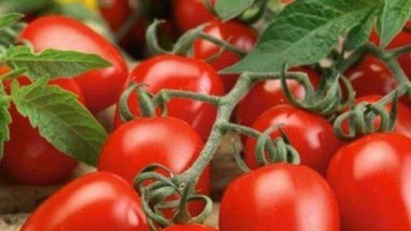 Unprätentiöse Tomate Marusya mit ausgezeichnetem Geschmack: Wir bauen sie selbst an und genießen die Ernte