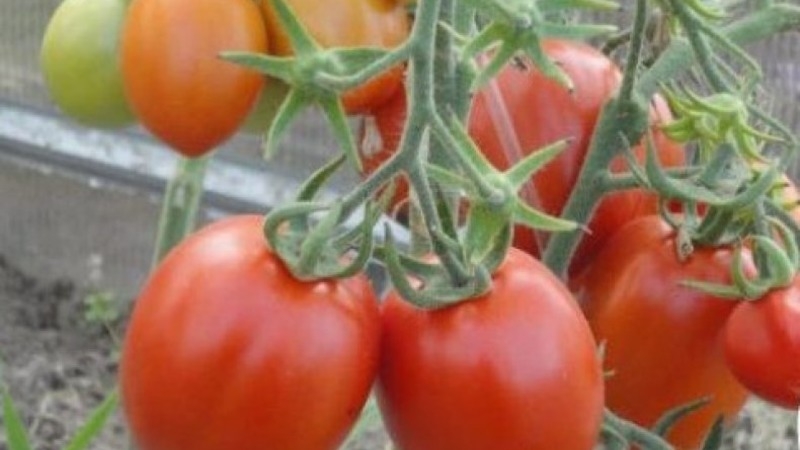 Unprätentiöse Tomate Marusya mit ausgezeichnetem Geschmack: Wir bauen sie selbst an und genießen die Ernte