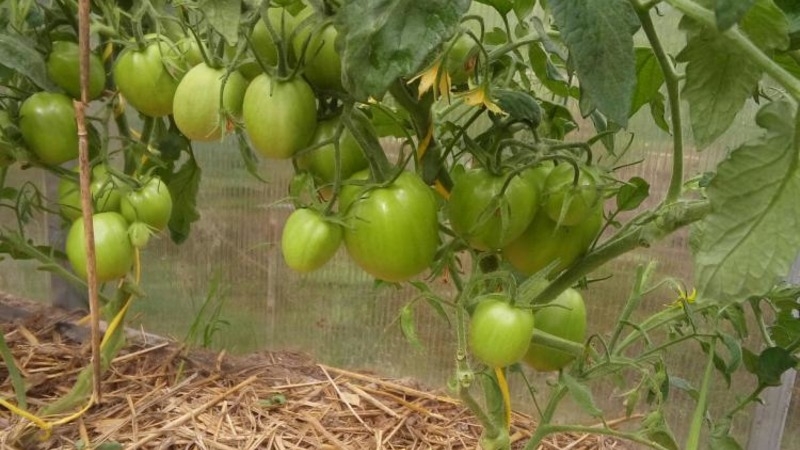 Unprätentiöse Tomate Marusya mit ausgezeichnetem Geschmack: Wir bauen sie selbst an und genießen die Ernte