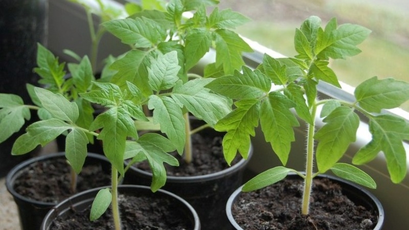 Unprätentiöse Tomate Marusya mit ausgezeichnetem Geschmack: Wir bauen sie selbst an und genießen die Ernte