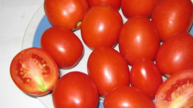 Unprätentiöse Tomate Marusya mit ausgezeichnetem Geschmack: Wir bauen sie selbst an und genießen die Ernte