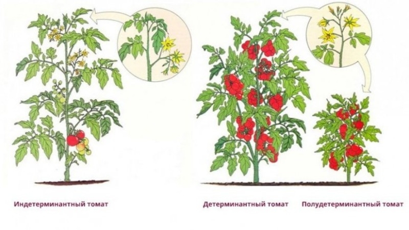 Unprätentiöse Tomate Marusya mit ausgezeichnetem Geschmack: Wir bauen sie selbst an und genießen die Ernte