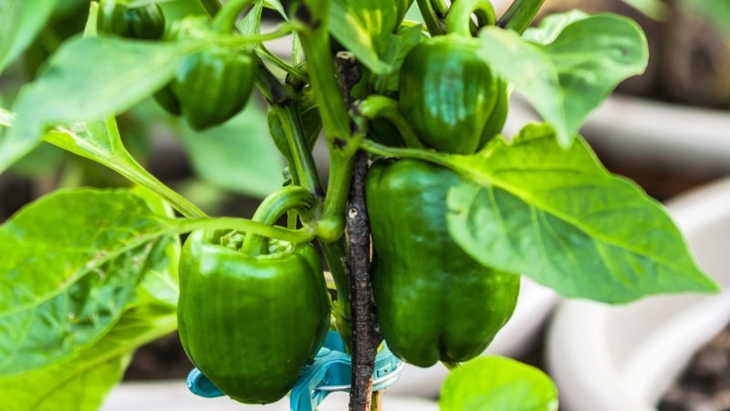 Die Vor- und Nachteile von grünem Paprika für die Gesundheit von Frauen, Männern und Kindern