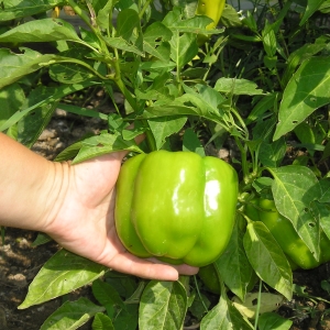 Die Vor- und Nachteile von grünem Paprika für die Gesundheit von Frauen, Männern und Kindern