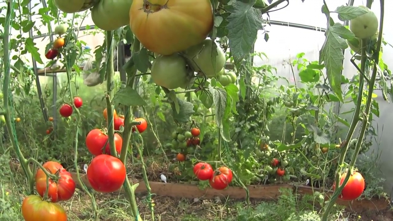 Was ist gut und warum lohnt es sich, eine früh reife, ertragreiche, krankheitsresistente und wetterresistente Moskvich-Tomate anzubauen?