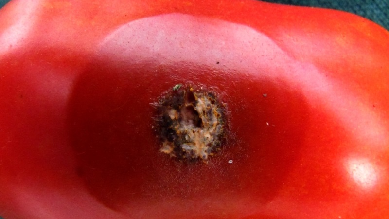 Warum Tomaten-Anthracnose so schrecklich ist: Wir untersuchen die Krankheit und bekämpfen sie effektiv selbst