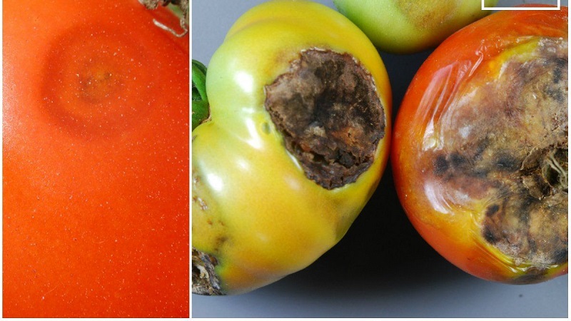 Warum Tomaten-Anthracnose so schrecklich ist: Wir untersuchen die Krankheit und bekämpfen sie effektiv selbst