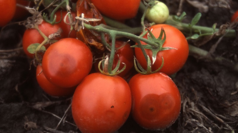 Warum Tomaten-Anthracnose so schrecklich ist: Wir untersuchen die Krankheit und bekämpfen sie effektiv selbst