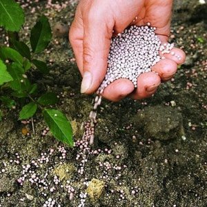 Was Sie mit einer ungewöhnlich aussehenden Tomate Zhigalo angenehm überraschen wird: Bewertungen, Fotos und Beschreibung der Agrartechnologie