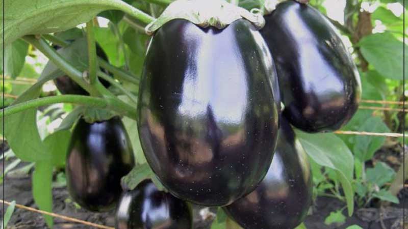 Was ist eine Aubergine - ist es eine Beere oder ein Gemüse? Wir finden es gemeinsam heraus und lernen die Pflanze näher kennen