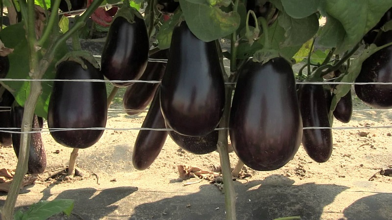 Was ist eine Aubergine - ist es eine Beere oder ein Gemüse? Wir finden es gemeinsam heraus und lernen die Pflanze näher kennen