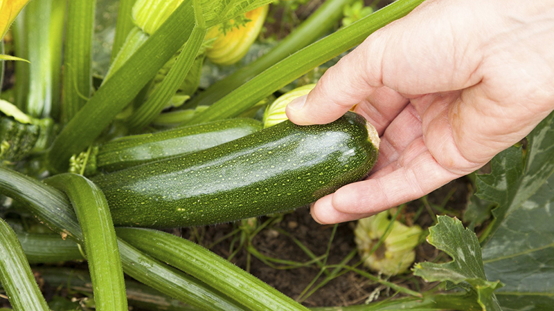 Was ist Zucchini Zucchini: Wir lernen die Aussicht kennen, bauen sie auf unserer Website an und verwenden sie für köstliche Gerichte