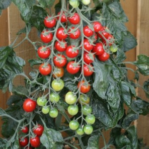 Lange Wimpern mit leckeren Tomaten - Rapunzel-Tomate: Beschreibung, Foto und Anleitung zum Anbau