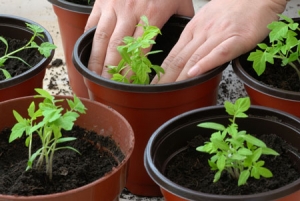 Frühreife Tomaten für Säfte, Salate und Konservierung Fatima - Eigenschaften und Beschreibung der Sorte