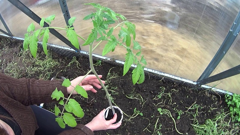 Erfüllt die Wünsche der Sommerbewohner nach einer reichen Ernte - der Goldfisch-Tomate und den Geheimnissen ihres Anbaus