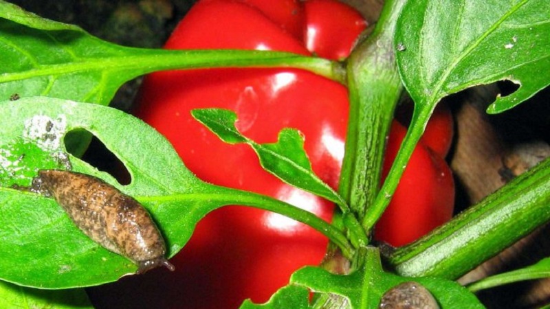 Wie man mit Paprika-Schnecken in einem Gewächshaus umgeht: die effektivsten Methoden, um Pflanzen vor Schädlingen zu schützen