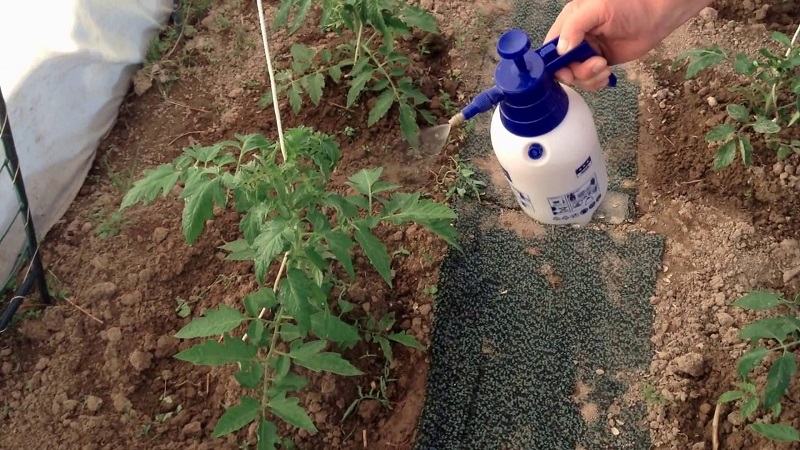 Wie und warum man Tomaten mit Milch mit Jod und Borsäure besprüht: Rezept und Rat von erfahrenen Sommerbewohnern